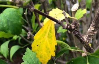 What Causes Hibiscus Anthracnose And How To Fix It?