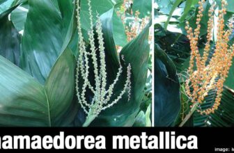 Growing The Metal Palm Tree