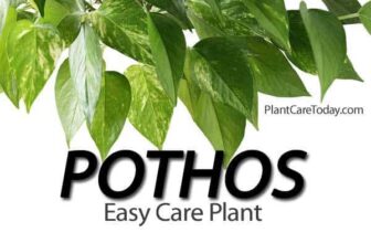 11 Tips For Thriving Easy Care Pothos