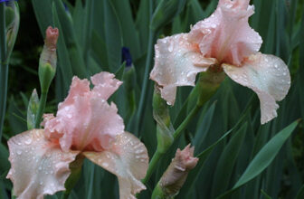 Plants That Can Anchor a Landscape