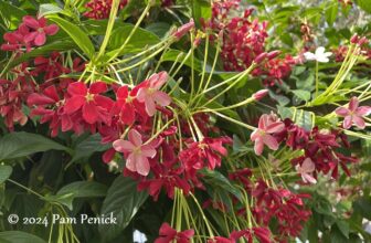 After derecho devastation, a garden blazes beautifully