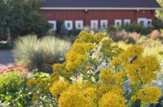 After the corn maze at Chatfield Farms