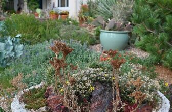 Cold-hardy cactus and more at plantsman Kelly Grummons’s garden