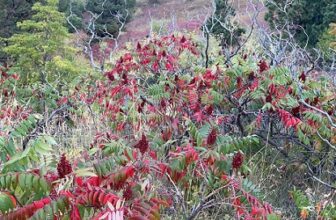 A fall hike at Eldorado Canyon