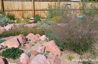Heidi Harris’s Denver dry garden, inspired by David Salman, outshines any lawn