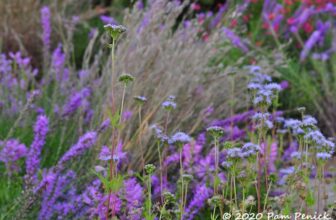 Come hear a talk by Plano prairie gardener Michael McDowell in Austin