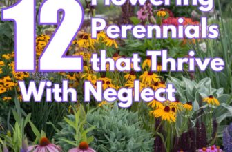 12 Flowering Perennials that Thrive With Neglect!