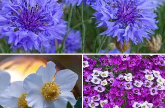 9 Flower Seeds to Plant This September for a Blooming Spring Summer Paradise