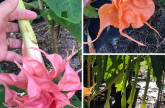 9 Unusual Brugmansia Angel Trumpet Facts That Makes Us Want To Learn More