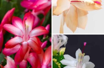 7 Things Every Christmas Cactus Owner Needs To Know