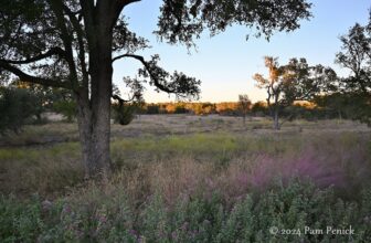 Fall garden stroll at the Wildflower Center