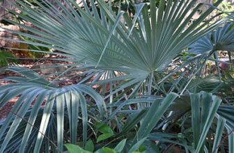 A collector’s garden of rare palms and cactus