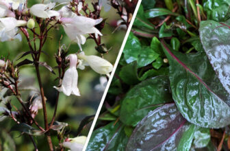 Colorful Evergreen Perennials for the Southern Winter Garden