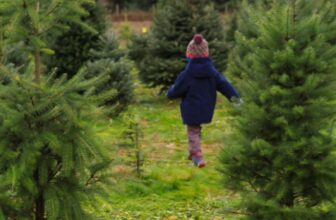 Types of Christmas Trees & How to Choose the Best One