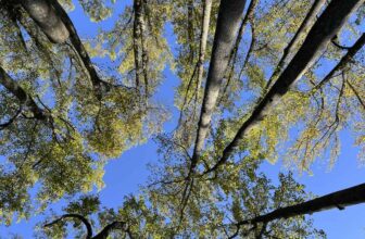 trees for the future, with mt. cuba’s george coombs