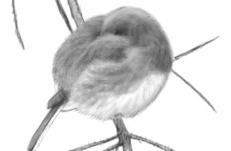 ‘the courage of birds:’ how birds face winter, with david sibley