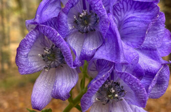 At Hortus Arboretum, Fall is for Purple
