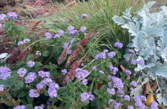 Fun Fall Plants in Massachusetts