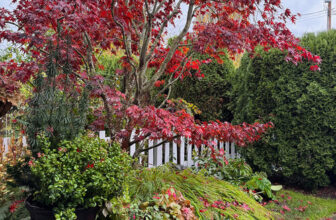 A Cold but Colorful November in Cherry’s Garden