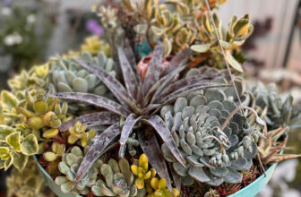 Cherry’s August Garden – Fine Gardening