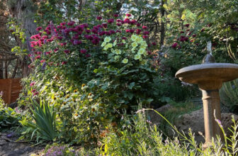 Karen’s Oregon Garden Through the Seasons