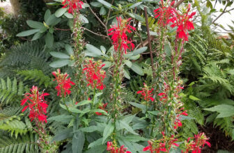 Fay’s Small Garden in Tennessee
