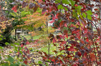 Season’s End in Susan’s Garden