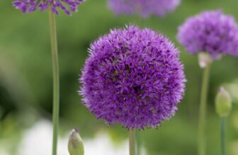 All About Alliums! Growing Ornamental and Edible Alliums