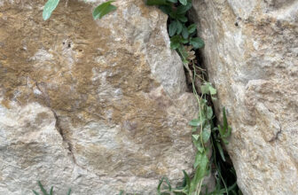 Aggressive Weeds to Look Out for in the Rocky Mountain Region