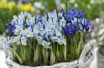 forcing bulbs, with peggy anne montgomery