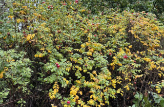 Deter Trespassers With These Plants for Home Security