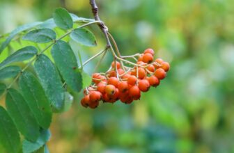 Teachings from Our Plant Elders: In Conversation With LoriAnn Bird