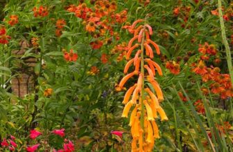 18 long flowering plants that bloom from summer until the first frost – The Middle-Sized Garden