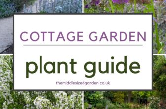 Best cottage garden plants – 25 beautiful flowers to grow – The Middle-Sized Garden