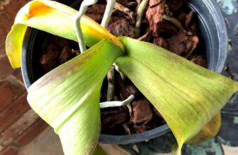 How To Revive A Dying Orchid