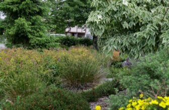 Climate Change and Flooding: How Your Garden Can Help