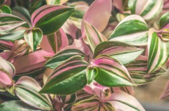 6 Unbelievable Traits That Make Tradescantia Unique