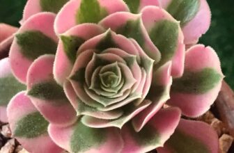 7 Surprising Facts About Aeonium Plants You Never Knew