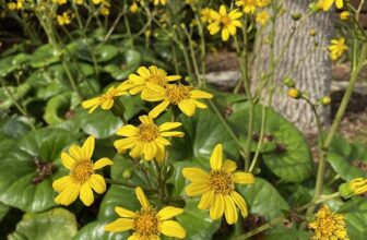 Christmastime blooms – Digging