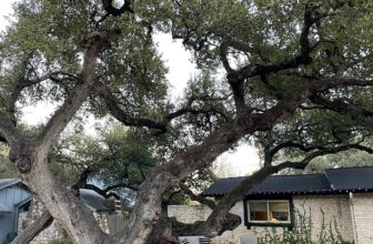 Drive-By Gardens: Diamond path and gravity-defying live oaks