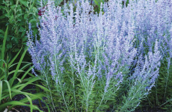 ‘Blue Jean Baby’ Russian Sage Stands Strong Despite Its Plethora of Blooms