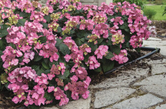 Pop Star® Bigleaf Hydrangea Is a Reliable, Reblooming Variety for Small Spaces
