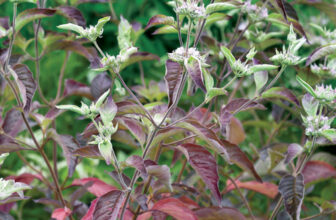 ‘Smokey Mountain Mint’ Offers a Twist on a Beloved, Tough-as-Nails Native Perennial
