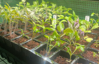 Happy New Year’s Eve GPOD!