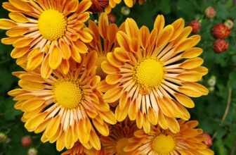 Robin’s New Hampshire Garden in Fall