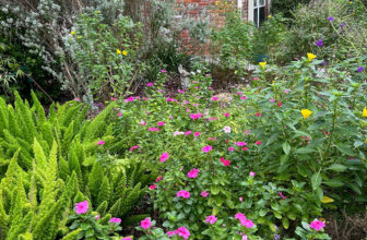 Late Fall Blooms in Charlona’s Houston Garden