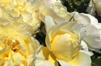 Late Spring on the Opposite Side of the World