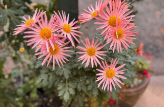 GPOD on the Road: Fall at Heronswood Garden, Part 4