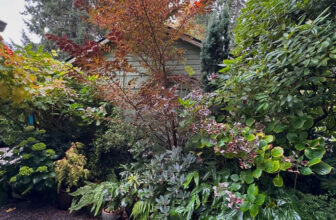 GPOD on the Road: Cherry in Nancy Heckler’s Garden, Part 1
