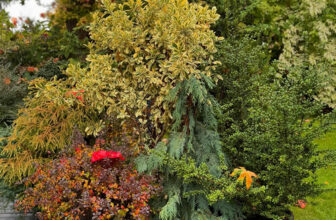 GPOD on the Road: Cherry in Nancy Heckler’s Garden, Part 2